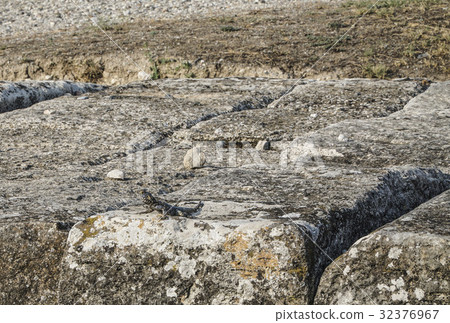 Reptile on stone Reptile on stone 32376967
