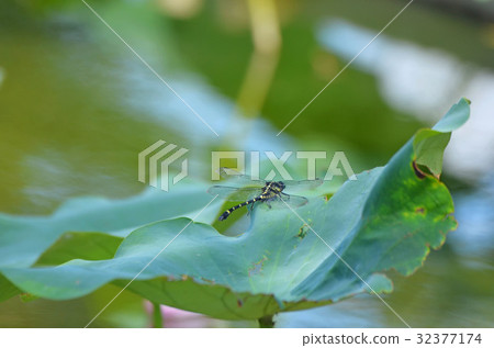 蓮花和托尼 蓮花和托尼 32377174