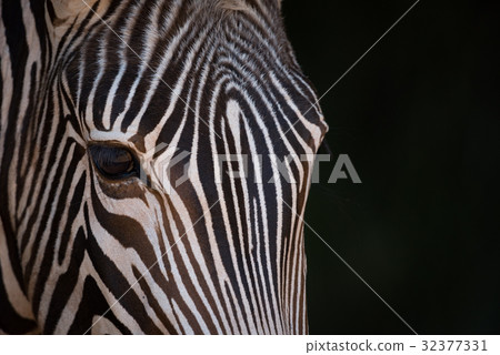 Close-up of Grevy zebra staring at camera 32377331