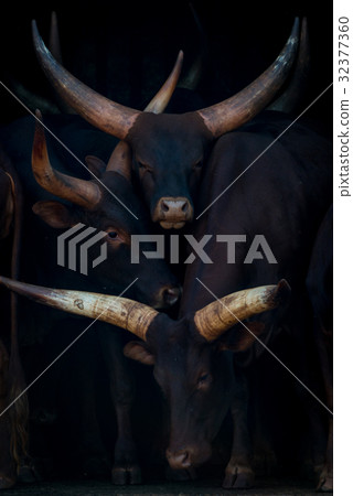 Close-up of three Ankole-Watusi cattle in barn 32377360