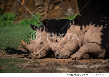 Close-up of white rhinoceros dozing in shade 32377365