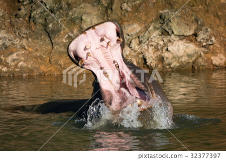 Hippopotamus opens mouth in water with spray 32377397