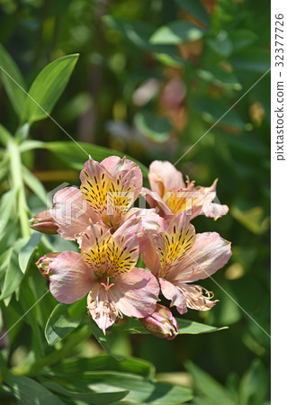 六出花（Lily Narcissus） 32377726