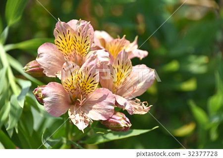 六出花（Lily Narcissus） 32377728