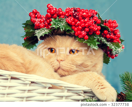 Portrait of cat with green Christmas wreath  32377738