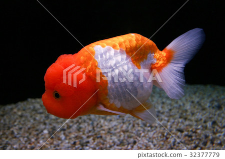 Nakagawa Aquatic Park Goldfish Ranchu 32377779