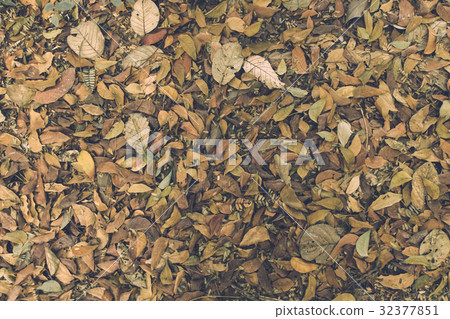 dried leaf 32377851