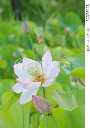 蓮花 32378028