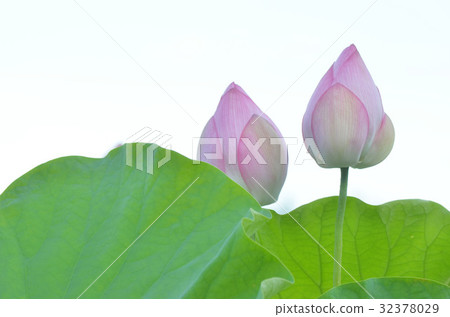 蓮花 32378029