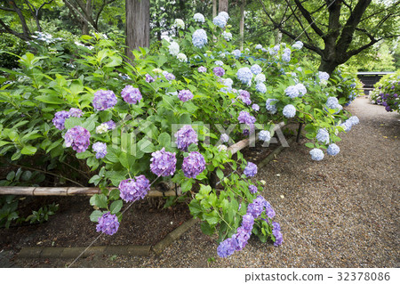 An old-fashioned temple of hydrangea blooms in Nara 32378086