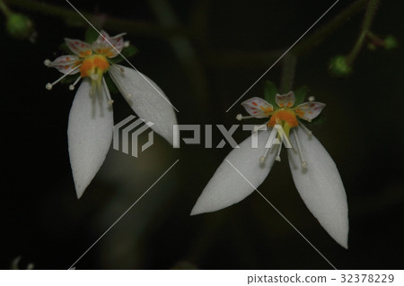 Natural plant Hull Yukinoshita, the name comes on because it blooms earlier in spring Natural plant Hull Yukinoshita, the name comes on because it blooms earlier in spring 32378229