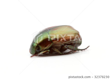 Canaven / Scarab 32378230