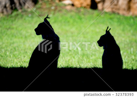 Silhouette of two lynx sitting in profile Silhouette of two lynx sitting in profile 32378393