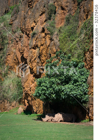 White rhinoceros lying beneath cliff in shade White rhinoceros lying beneath cliff in shade 32378416