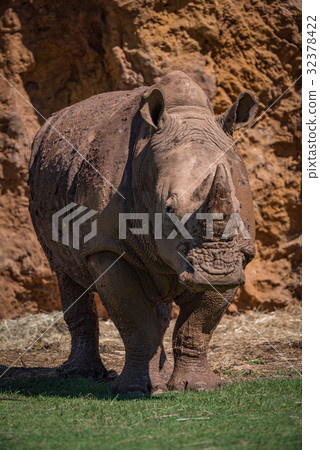 White rhinoceros standing on grass by cliff 32378422