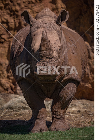 White rhinoceros stands looking straight at camera 32378423