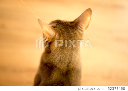 貓（阿比西尼亞人）·室內·高角度 32378468