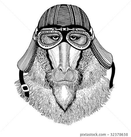 Monkey, baboon, dog-ape, ape Wild animal wearing 32378638