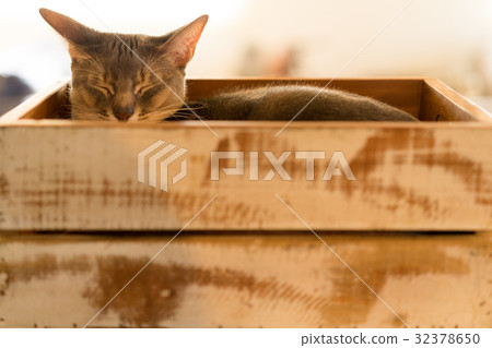 貓(阿比西尼亞人)·盒子·在房間裡 貓(阿比西尼亞人)·盒子·在房間裡 32378650