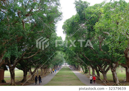 榕樹 榕樹 32379639