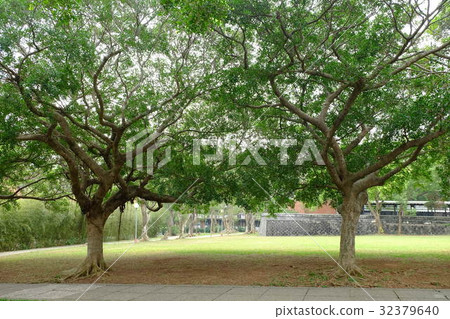 榕樹 32379640