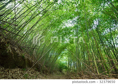 竹林 竹林 32379650