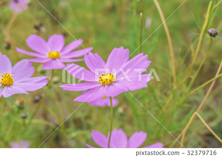 波斯菊田野河口湖 32379716