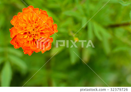 Flower Marigold on a green blurry background Flower Marigold on a green blurry background 32379726