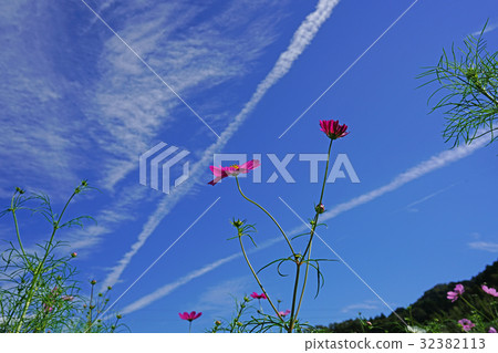 開花在秋季天氣的波斯菊 32382113