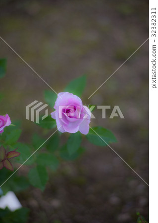 Furano atelier rose in the royal garden 32382311