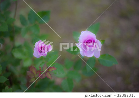 Furano atelier rose in the royal garden 32382313