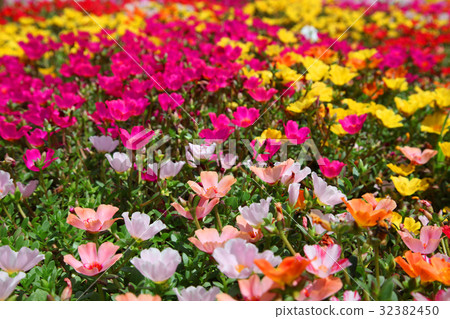 Hanafu Memorial Park Tsurumi Green Space Porticaca Portulaca Hana Shiberiyu 32382450