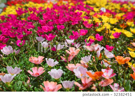 Hanafu Memorial Park Tsurumi Green Space Porticaca Portulaca Hana Shiberiyu 32382451