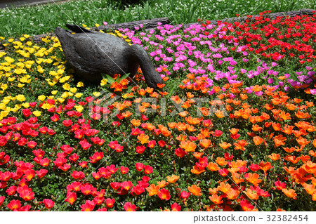 Hanafu Memorial Park Tsurumi Green Space Porticaca Portulaca Hana Shiberiyu 32382454