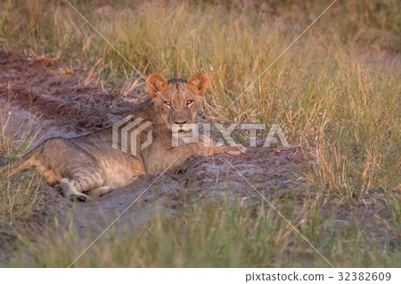 A Lion cub resting on the road. 32382609