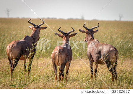 Three Red hartebeest looking around. Three Red hartebeest looking around. 32382637