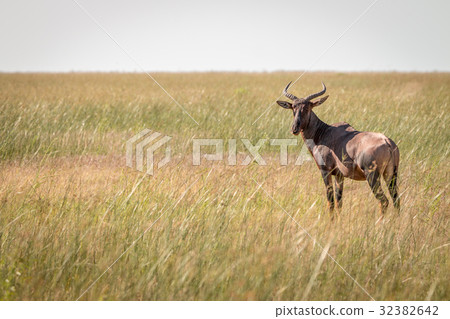 A Red hartebeest standing in the grass. A Red hartebeest standing in the grass. 32382642
