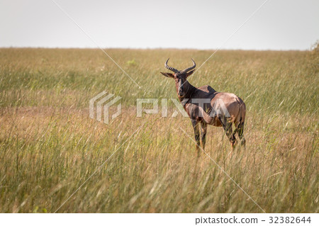 A Red hartebeest standing in the grass. A Red hartebeest standing in the grass. 32382644