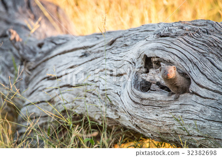 A Dwarf mongoose hiding in the tree. A Dwarf mongoose hiding in the tree. 32382698