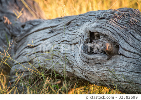 A Dwarf mongoose hiding in the tree. A Dwarf mongoose hiding in the tree. 32382699