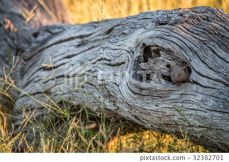 A Dwarf mongoose hiding in the tree. 32382701