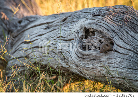A Dwarf mongoose hiding in the tree. A Dwarf mongoose hiding in the tree. 32382702