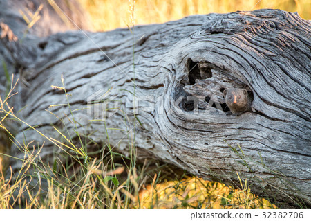 A Dwarf mongoose hiding in the tree. A Dwarf mongoose hiding in the tree. 32382706