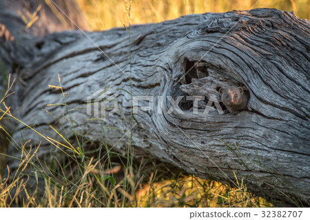 A Dwarf mongoose hiding in the tree. A Dwarf mongoose hiding in the tree. 32382707