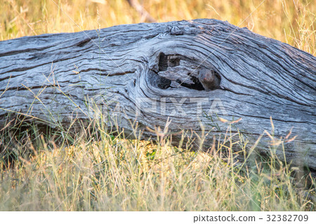 A Dwarf mongoose hiding in the tree. A Dwarf mongoose hiding in the tree. 32382709