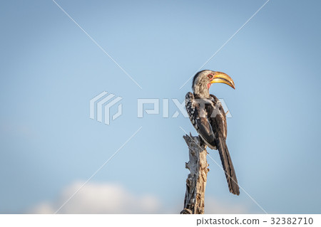 A Southern yellow-billed hornbill resting. A Southern yellow-billed hornbill resting. 32382710
