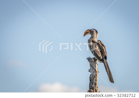 A Southern yellow-billed hornbill resting. 32382712