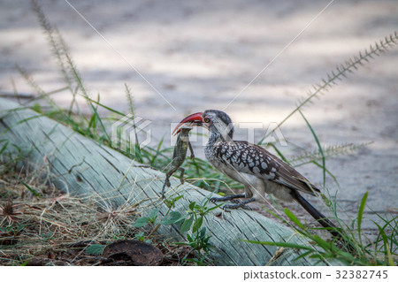 Red-billed hornbill with a kill. 32382745