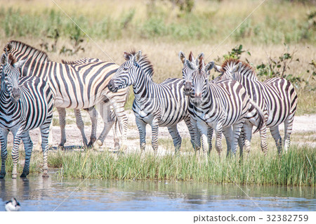 Several Zebras standing close to the water. 32382759