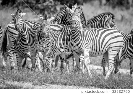 Starring Zebras in black and white. 32382760
